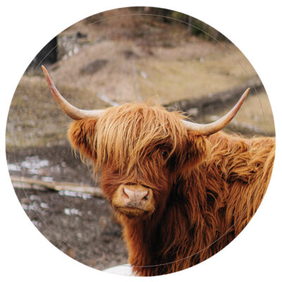 lag-res-highlander-kleur-30cm-2.jpg