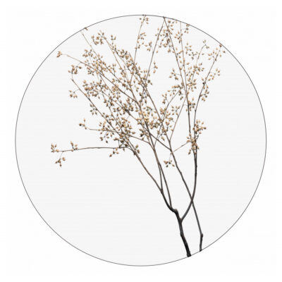 dry-plants-30cm.jpg