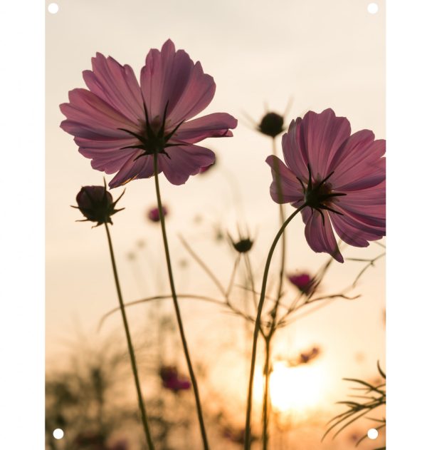 silhouette-pink-bloemen-tuinposter.jpg