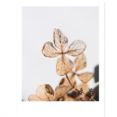 lr-interieurposter-polaroid-brown-beauty.jpg