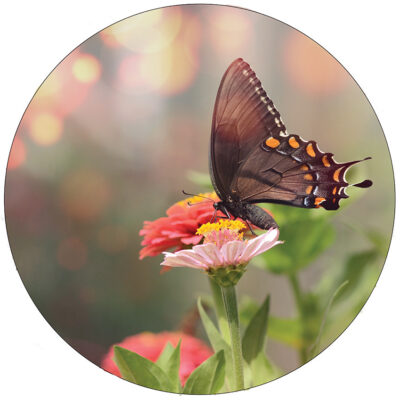 lr-butterfly-40cm.jpg