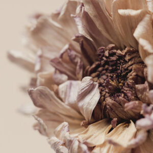 lr-10cm-tegeltje-dried-chrysanthemum-flower-beige.jpg