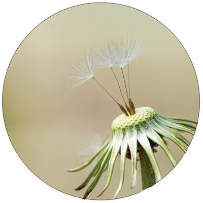 lr-close-up-paardebloem-30cm.jpg