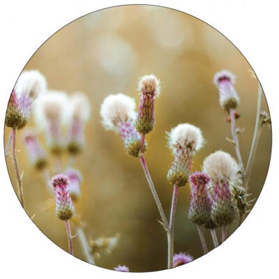 lr-purple-flower-30cm.jpg