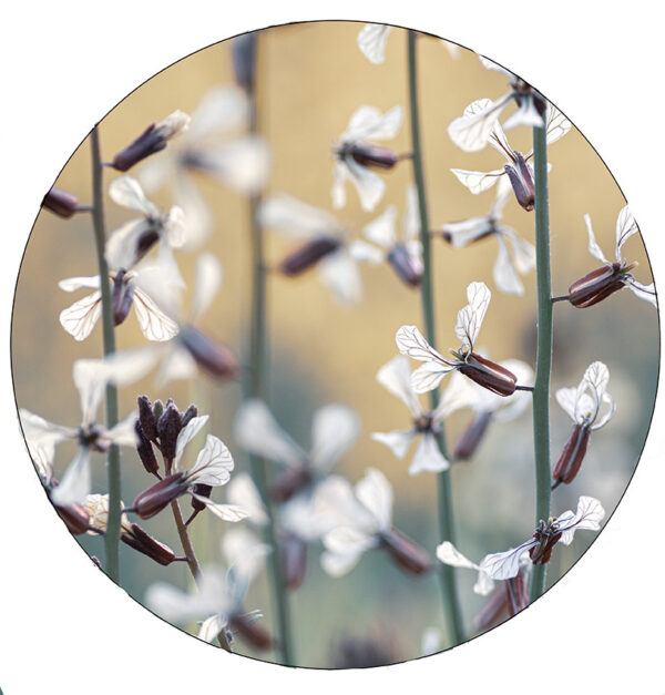 lr-vertical-plants-witte-bloemen-30cm.jpg