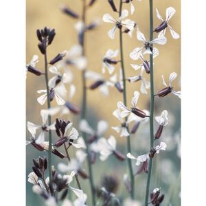 lr-30x22-interieurposter-vertical-closeup-plants-with--witte-flowers.jpg