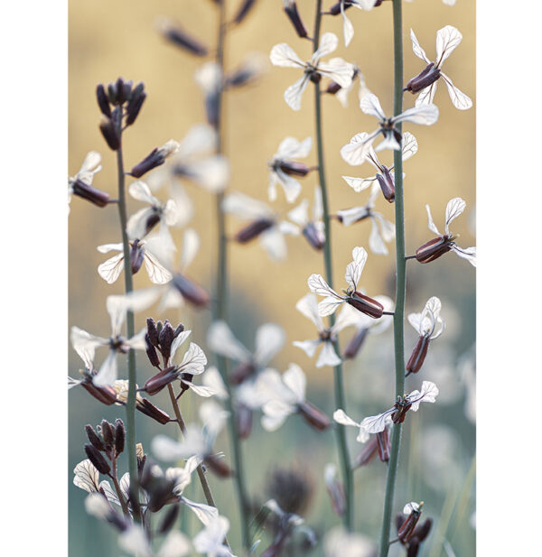 lr-30x22-interieurposter-vertical-closeup-plants-with--witte-flowers.jpg