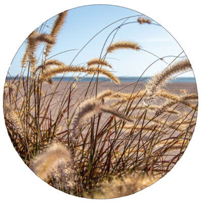 lr-beach-riet-40cm.jpg