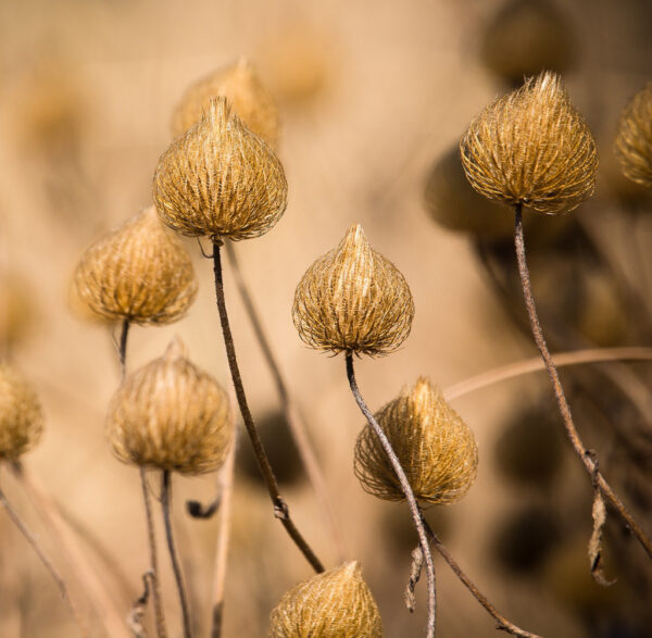 mistic-flower-10-tegeltje.jpg