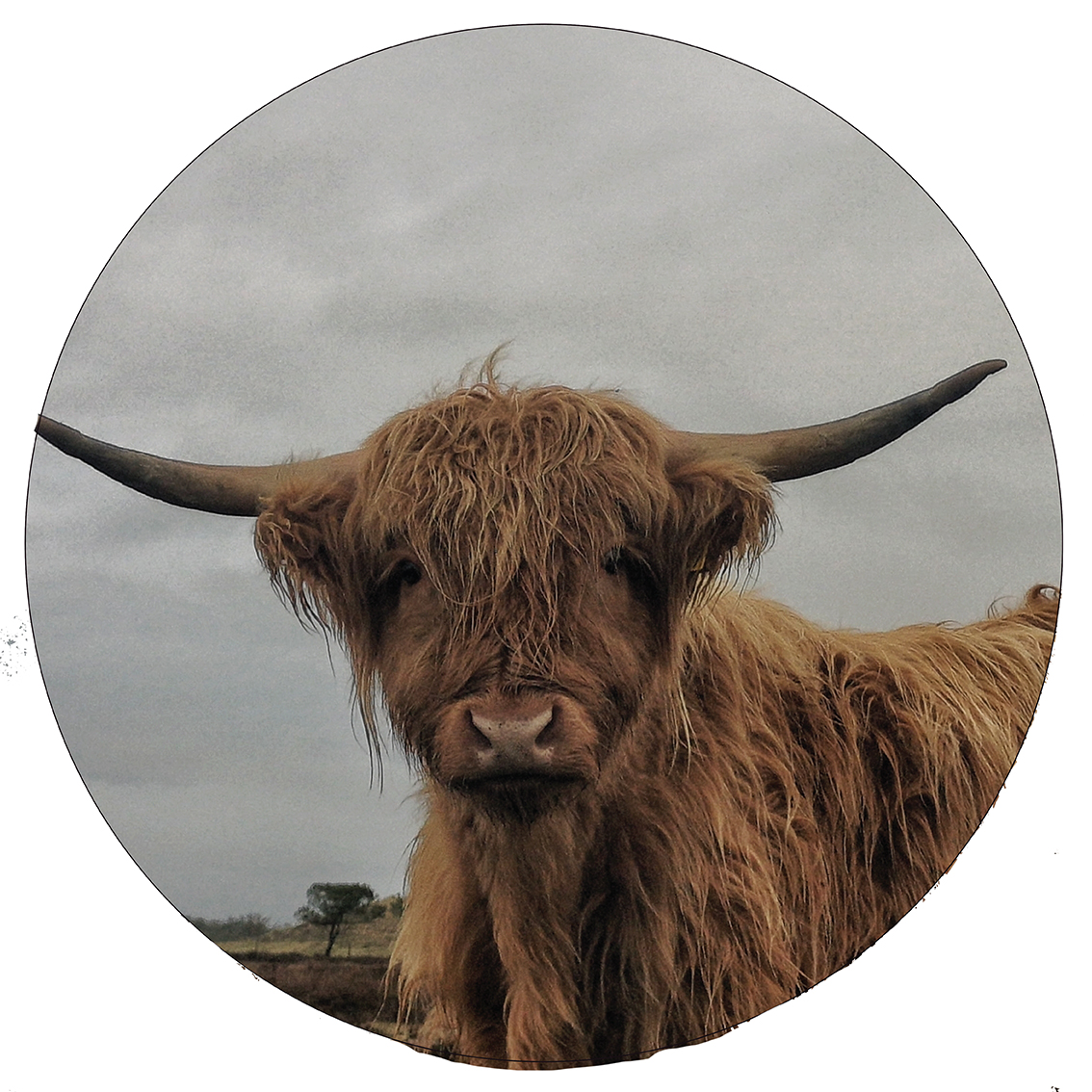 highlander bruin buiten-40cm